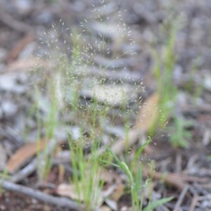 Aira elegantissima at Wamboin, NSW - 18 Oct 2020