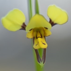 Diuris sulphurea at Wamboin, NSW - suppressed