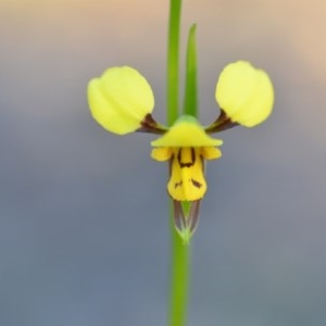 Diuris sulphurea at Wamboin, NSW - suppressed