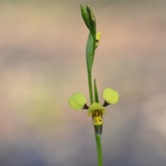 Diuris sulphurea at Wamboin, NSW - suppressed