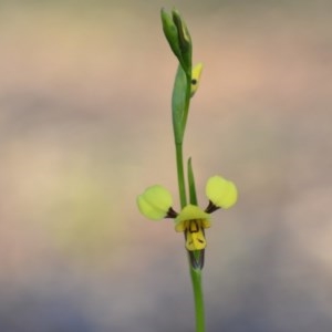 Diuris sulphurea at Wamboin, NSW - 18 Oct 2020