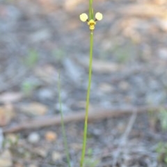 Diuris sulphurea at Wamboin, NSW - suppressed