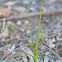 Diuris sulphurea at Wamboin, NSW - suppressed