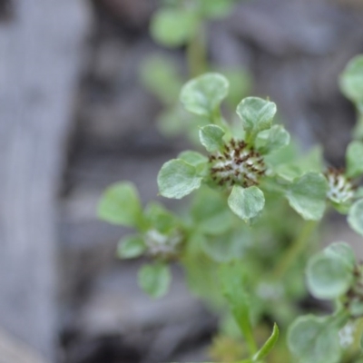 Stuartina muelleri (Spoon Cudweed) at Wamboin, NSW - 18 Oct 2020 by natureguy