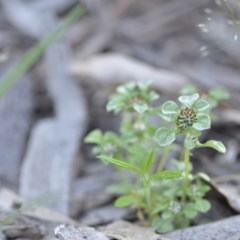 Stuartina muelleri at Wamboin, NSW - 18 Oct 2020