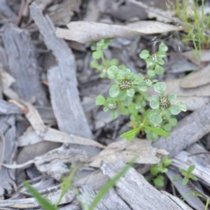 Stuartina muelleri at Wamboin, NSW - 18 Oct 2020