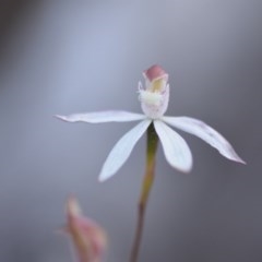 Caladenia moschata at Wamboin, NSW - 18 Oct 2020