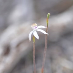 Caladenia moschata at Wamboin, NSW - 18 Oct 2020