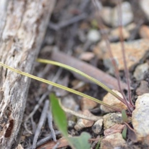 Caladenia moschata at Wamboin, NSW - 18 Oct 2020