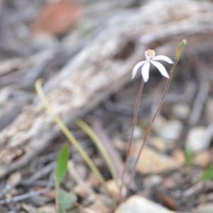 Caladenia moschata at Wamboin, NSW - 18 Oct 2020