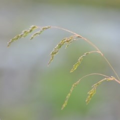 Poa sieberiana (Poa Tussock) at Wamboin, NSW - 18 Oct 2020 by natureguy