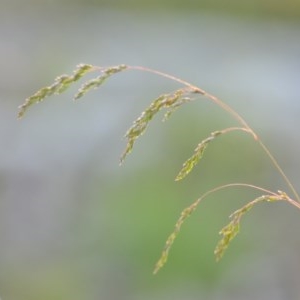 Poa sieberiana at Wamboin, NSW - 18 Oct 2020 09:34 PM