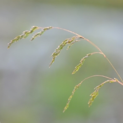 Poa sieberiana (Poa Tussock) at Wamboin, NSW - 18 Oct 2020 by natureguy