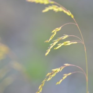 Poa sieberiana at Wamboin, NSW - 18 Oct 2020