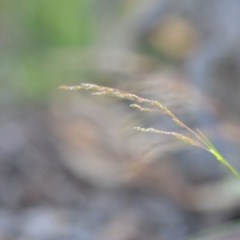 Poa sieberiana at Wamboin, NSW - 18 Oct 2020