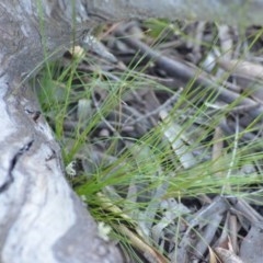 Poa sieberiana at Wamboin, NSW - 18 Oct 2020 09:34 PM