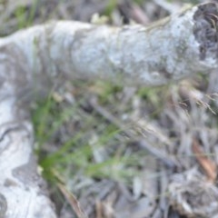 Poa sieberiana at Wamboin, NSW - 18 Oct 2020