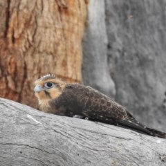 Falco berigora (Brown Falcon) at Lions Youth Haven - Westwood Farm A.C.T. - 21 Dec 2020 by HelenCross