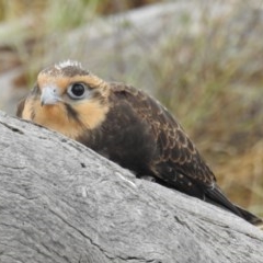 Falco berigora at Kambah, ACT - 21 Dec 2020
