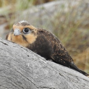 Falco berigora at Kambah, ACT - 21 Dec 2020