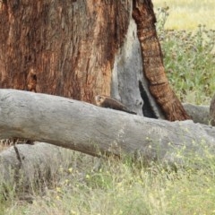 Falco berigora at Kambah, ACT - 21 Dec 2020