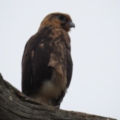 Falco berigora at Kambah, ACT - 21 Dec 2020