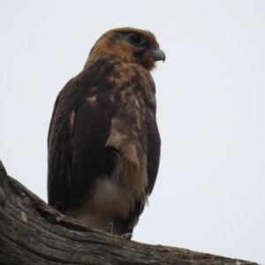 Falco berigora at Kambah, ACT - 21 Dec 2020