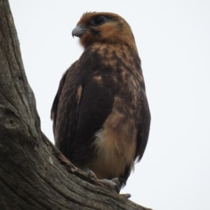 Falco berigora at Kambah, ACT - 21 Dec 2020