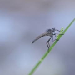 Cerdistus sp. (genus) (Slender Robber Fly) at Wamboin, NSW - 18 Oct 2020 by natureguy