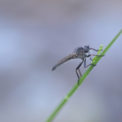 Cerdistus sp. (genus) (Yellow Slender Robber Fly) at Wamboin, NSW - 18 Oct 2020 by natureguy