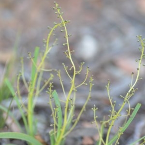 Lomandra filiformis subsp. coriacea at Wamboin, NSW - 18 Oct 2020