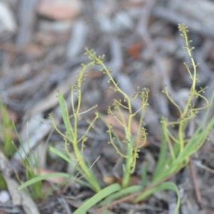 Lomandra filiformis subsp. coriacea at Wamboin, NSW - 18 Oct 2020