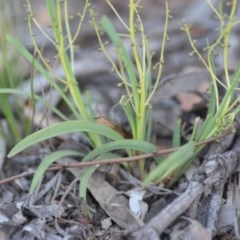 Lomandra filiformis subsp. coriacea at Wamboin, NSW - 18 Oct 2020