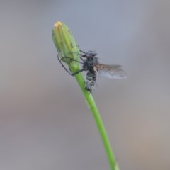 Entomophthora sp. (genus) (Puppeteer Fungus) at Wamboin, NSW - 18 Oct 2020 by natureguy