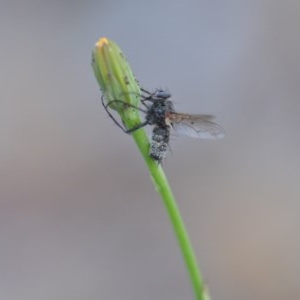 Entomophthora sp. (genus) at Wamboin, NSW - 18 Oct 2020