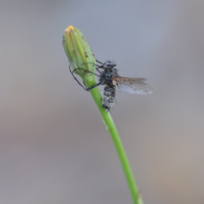 Entomophthora sp. (genus) (Puppeteer Fungus) at QPRC LGA - 18 Oct 2020 by natureguy