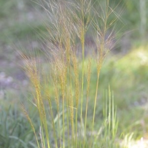 Austrostipa scabra at Wamboin, NSW - 20 Oct 2020