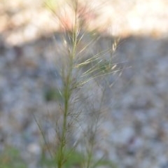 Austrostipa scabra at Wamboin, NSW - 20 Oct 2020