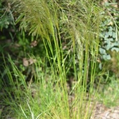 Austrostipa scabra at Wamboin, NSW - 20 Oct 2020