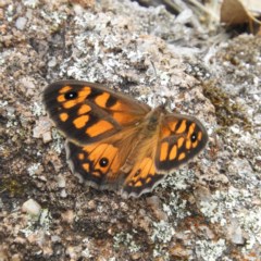 Geitoneura klugii (Marbled Xenica) at Kambah, ACT - 21 Dec 2020 by MatthewFrawley