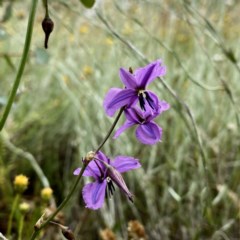 Arthropodium fimbriatum (Nodding Chocolate Lily) at Jerrabomberra, NSW - 21 Dec 2020 by Wandiyali