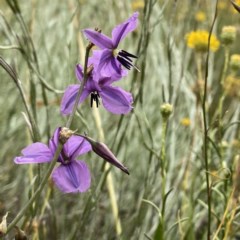 Arthropodium fimbriatum at Jerrabomberra, NSW - suppressed