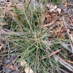 Chloris truncata (Windmill Grass) at Red Hill to Yarralumla Creek - 21 Dec 2020 by KL
