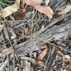 Chloris truncata at Hughes, ACT - 21 Dec 2020