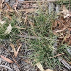 Chloris truncata at Hughes, ACT - 21 Dec 2020