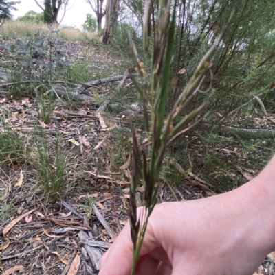 Rytidosperma (genus) (Wallaby Grass) at Hughes, ACT - 21 Dec 2020 by KL