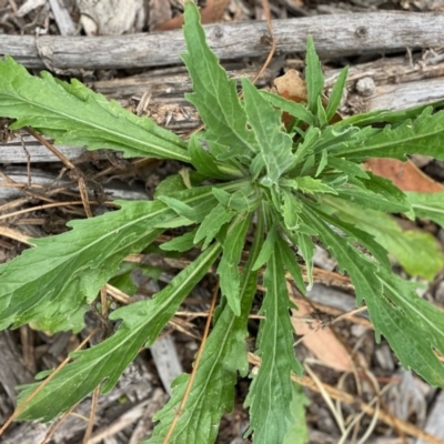 Erigeron sp. (Fleabanes) at Hughes, ACT - 21 Dec 2020 by KL