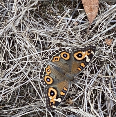 Junonia villida (Meadow Argus) at Hughes Grassy Woodland - 21 Dec 2020 by KL