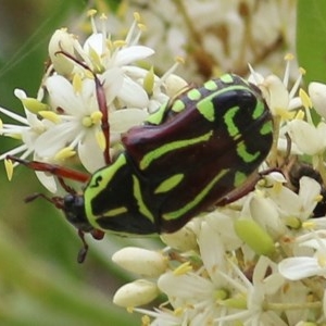 Eupoecila australasiae at Brogo, NSW - 21 Dec 2020