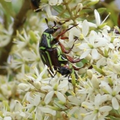 Eupoecila australasiae at Brogo, NSW - 21 Dec 2020